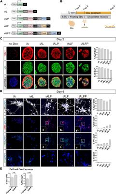 Foxa2 and Pet1 Direct and Indirect Synergy Drive Serotonergic Neuronal Differentiation